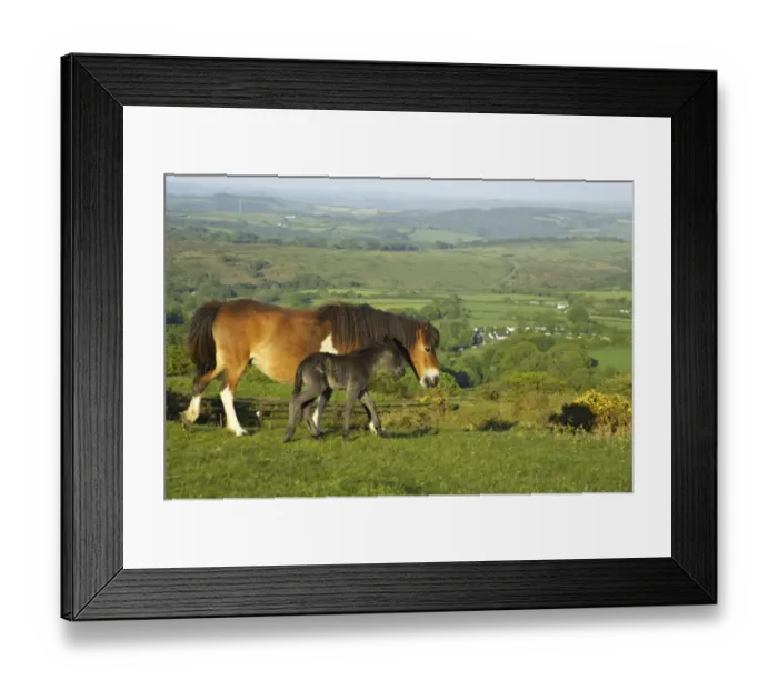 Framed Print : Dartmoor Pony, mare and foal, walking on moorland, Tavy Valley in background, Dartmoor N. P. Devon, England Framed Print : Dartmoor Pony, mare and foal, walking on moorland, Tavy Valley in background, Dartmoor N. P. Devon, England