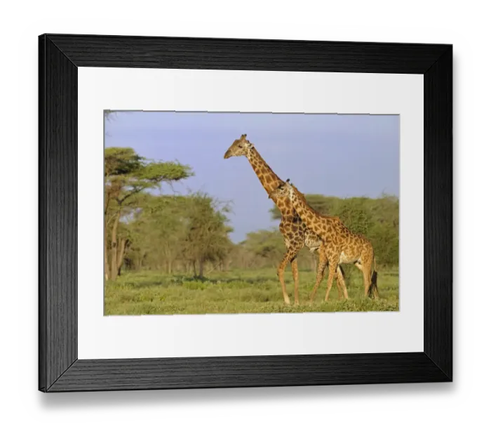 Framed Print : Masai Giraffe (Giraffa camelopardalis tippelskirchi) adult male and female, walking in savanna habitat, Serengeti N. P