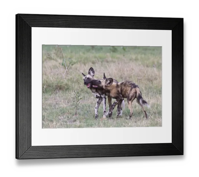 Framed Print : African Wild Dog (Lycaon pictus) two adults, playing, Okavango Delta, Botswana Framed Print : African Wild Dog (Lycaon pictus) two adults, playing, Okavango Delta, Botswana