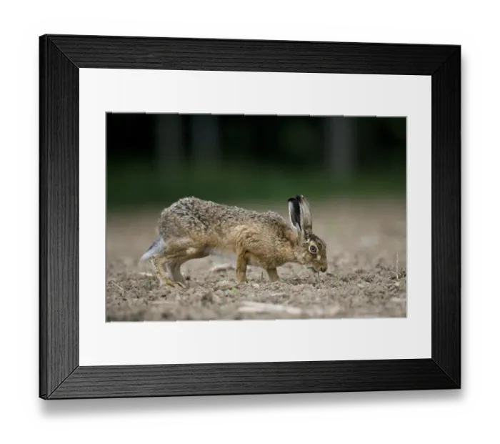 Framed Print : European Hare (Lepus europaeus) adult, feeding on seedlings in field on farmland, County Durham, England, june Framed Print : European Hare (Lepus europaeus) adult, feeding on seedlings in field on farmland, County Durham, England, june