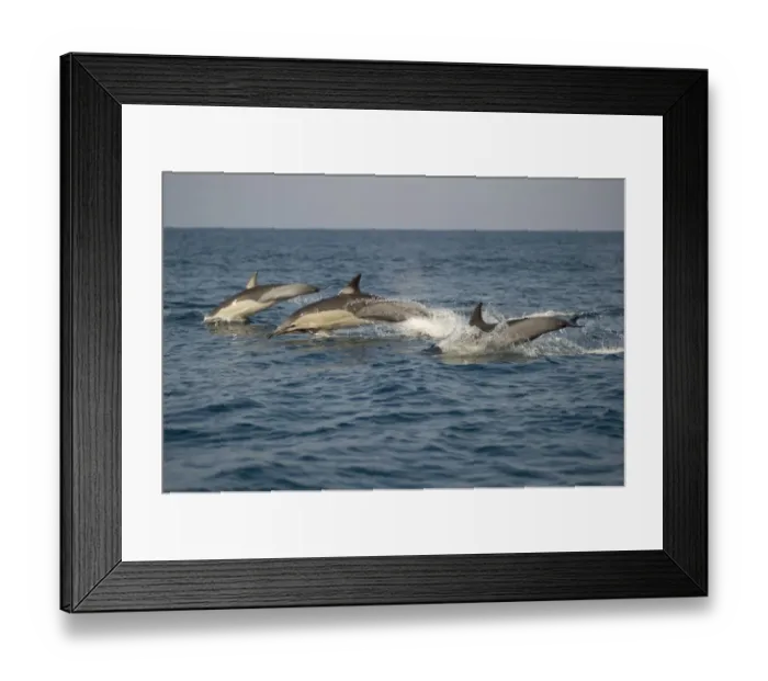Framed Print : Long-beaked Common Dolphin (Delphinus capensis) three adults, porpoising, jumping from sea, offshore Port St