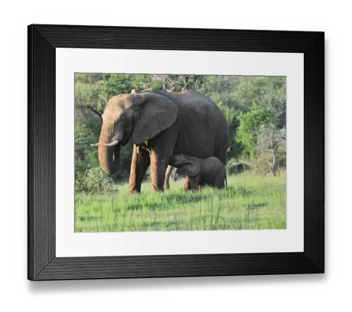 Framed Print : African Elephant (Loxodonta africana) adult female, wearing radio tracking collar, with young calf suckling