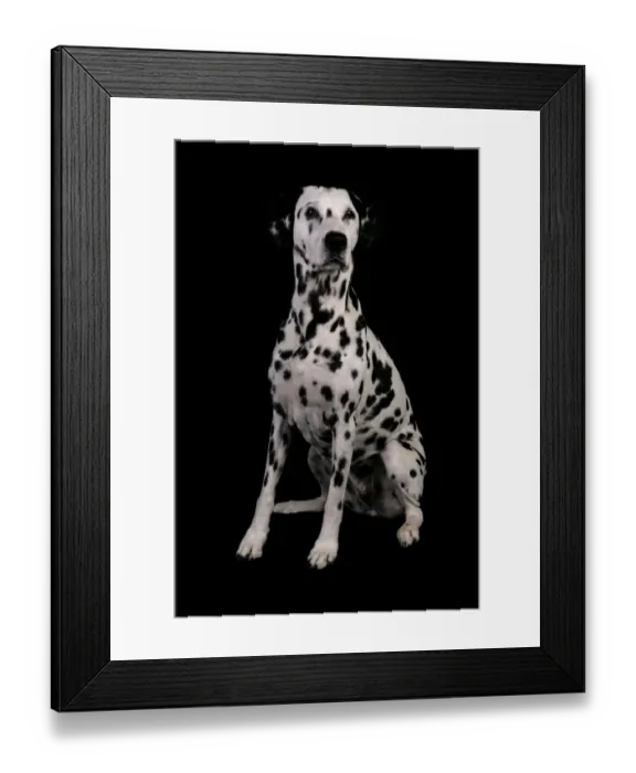 Framed Print : Domestic Dog, Dalmatian, adult male, sitting Framed Print : Domestic Dog, Dalmatian, adult male, sitting