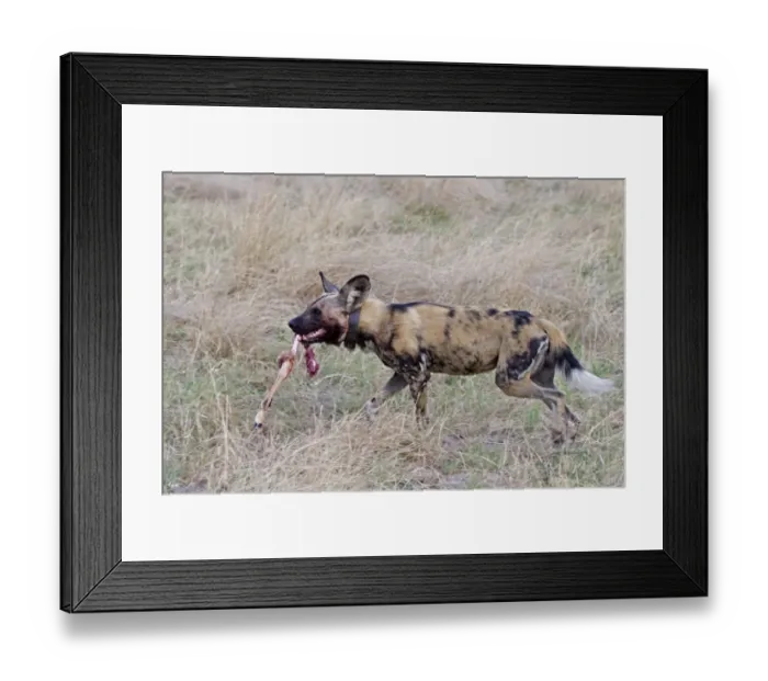 Framed Print : African Wild Dog (Lycaon pictus) adult, wearing radio collar, carrying Impala (Aepyceros melampus) kill leg Framed Print : African Wild Dog (Lycaon pictus) adult, wearing radio collar, carrying Impala (Aepyceros melampus) kill leg
