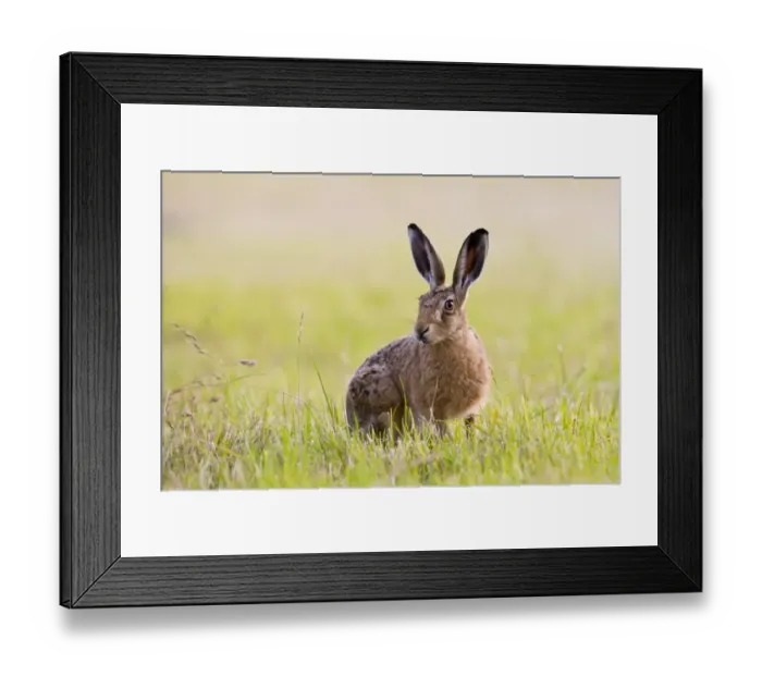 Framed Print : European Hare (Lepus europaeus) adult, alert, sitting in field on farmland, County Durham, England, july Framed Print : European Hare (Lepus europaeus) adult, alert, sitting in field on farmland, County Durham, England, july