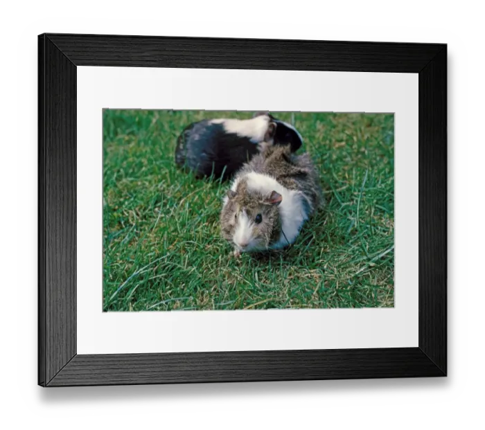 Framed Print : Domestic Guinea Pig (Cavia porcellus) two adults, standing on grass, England Framed Print : Domestic Guinea Pig (Cavia porcellus) two adults, standing on grass, England