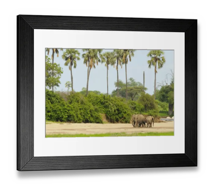 Framed Print : African Elephant (Loxodonta africana) adult females with calf, herd walking on dry riverbed in habitat, Ruaha N. P Framed Print : African Elephant (Loxodonta africana) adult females with calf, herd walking on dry riverbed in habitat, Ruaha N. P
