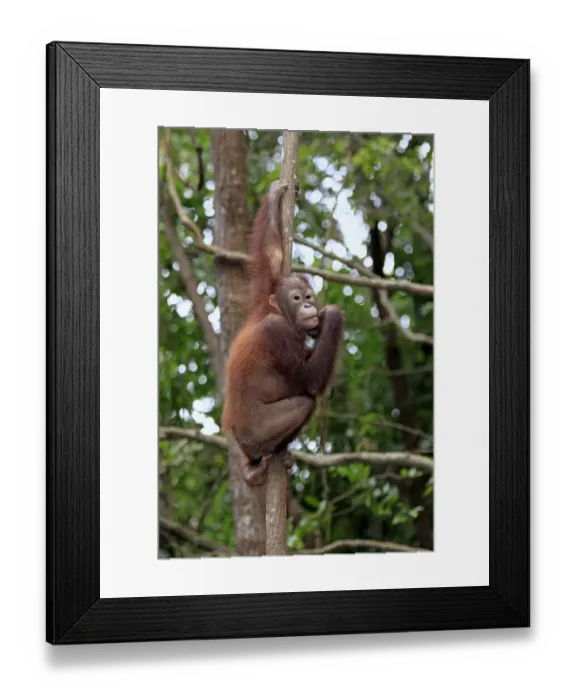 Framed Print : Bornean Orang-utan (Pongo pygmaeus) young, sitting in tree, Sabah, Borneo, Malaysia Framed Print : Bornean Orang-utan (Pongo pygmaeus) young, sitting in tree, Sabah, Borneo, Malaysia