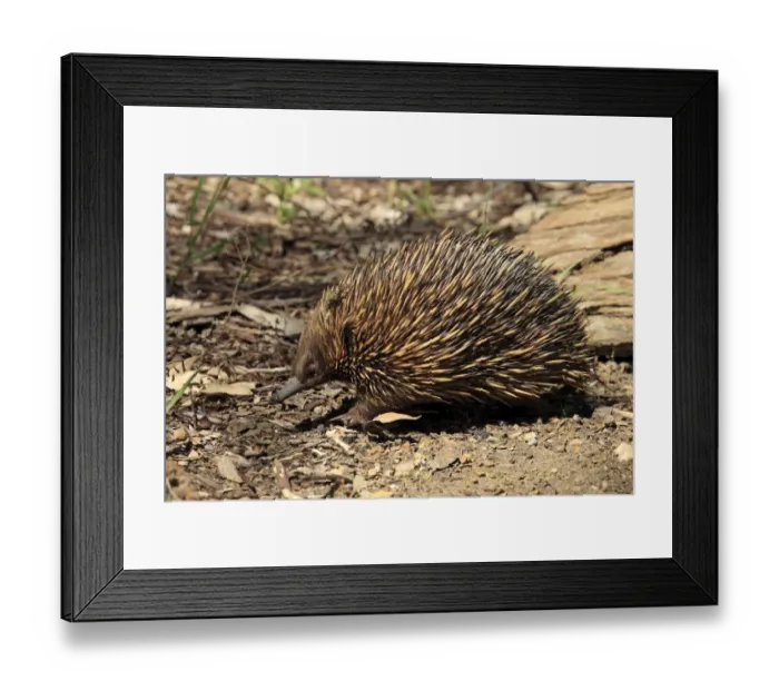Framed Print : Short-nosed Echidna (Tachyglossus aculeatus) adult, foraging, South Australia, Australia Framed Print : Short-nosed Echidna (Tachyglossus aculeatus) adult, foraging, South Australia, Australia