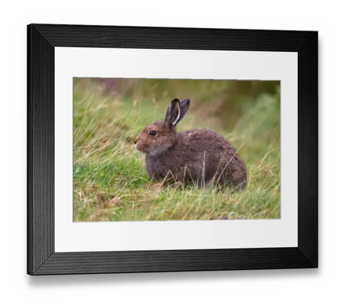 Framed Print : Mountain Hare (Lepus timidus) adult, sitting in grass on moorland, Lammermuir Hills, Scottish Borders, Scotland Framed Print : Mountain Hare (Lepus timidus) adult, sitting in grass on moorland, Lammermuir Hills, Scottish Borders, Scotland