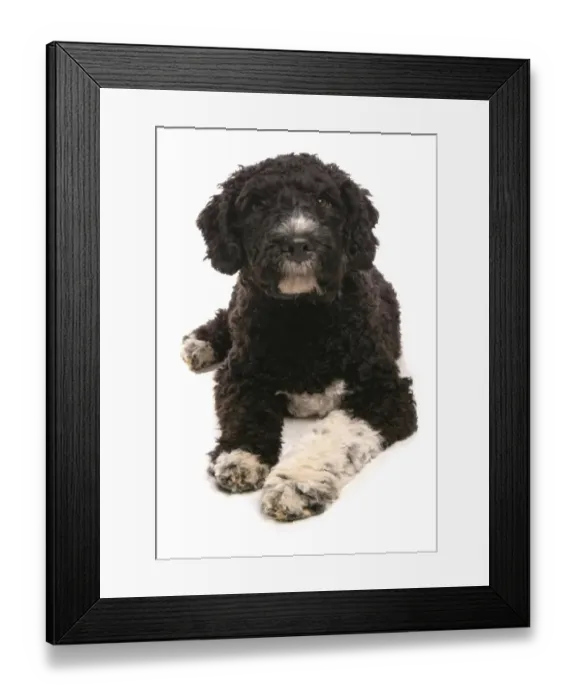 Framed Print : Domestic Dog, Spanish Water Dog, puppy, laying Framed Print : Domestic Dog, Spanish Water Dog, puppy, laying