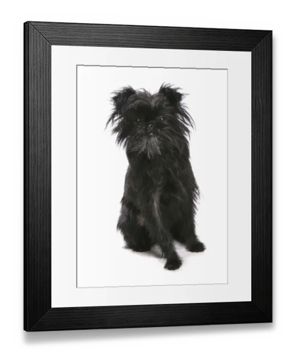 Framed Print : Domestic Dog, Affenpinscher, adult, sitting Framed Print : Domestic Dog, Affenpinscher, adult, sitting