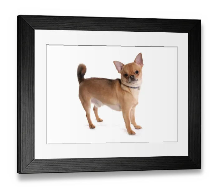 Framed Print : Domestic Dog, Chihuahua, short-haired variety, adult male, standing, with collar Framed Print : Domestic Dog, Chihuahua, short-haired variety, adult male, standing, with collar