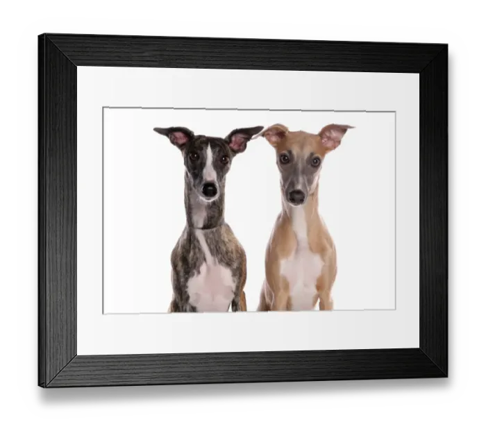 Framed Print : Domestic Dog, Whippet, two adults, close-up of heads Framed Print : Domestic Dog, Whippet, two adults, close-up of heads