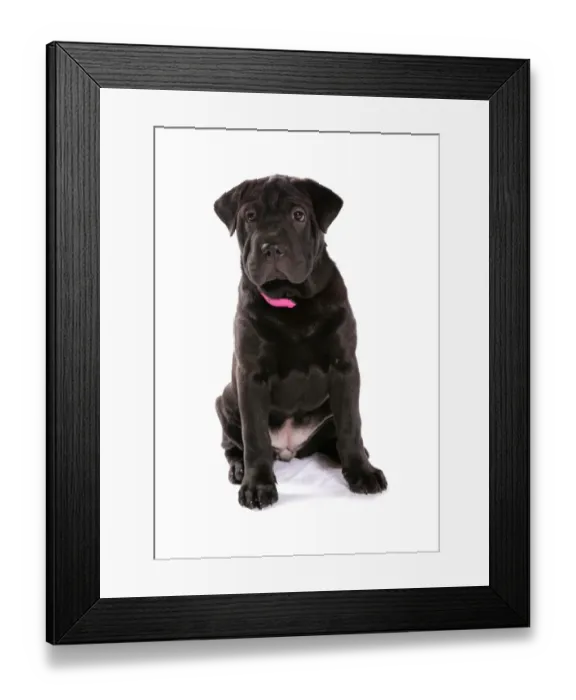 Framed Print : Domestic Dog, Shar Pei, female puppy, sitting, with collar Framed Print : Domestic Dog, Shar Pei, female puppy, sitting, with collar