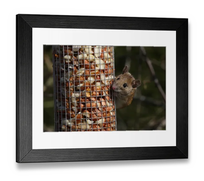 Framed Print : Wood Mouse (Apodemus sylvaticus) adult, feeding on peanuts from garden birdfeeder, Norfolk, England, march Framed Print : Wood Mouse (Apodemus sylvaticus) adult, feeding on peanuts from garden birdfeeder, Norfolk, England, march