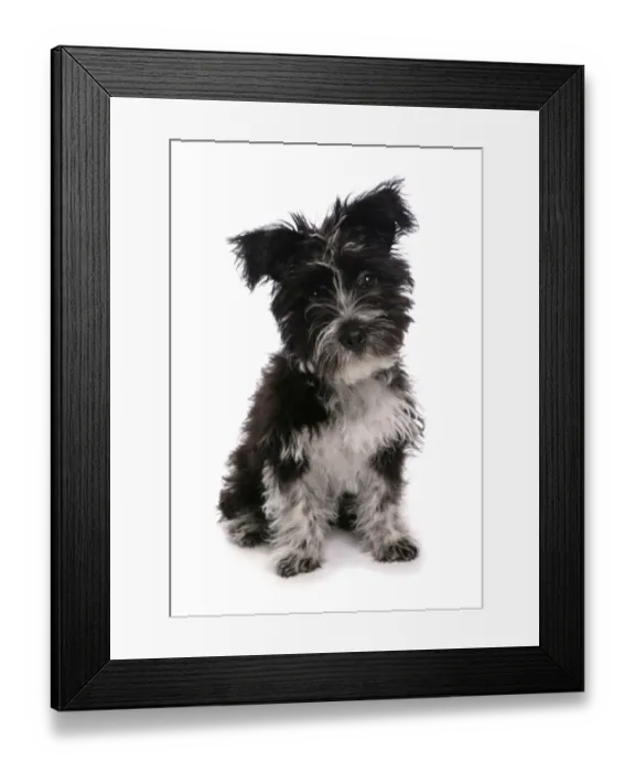 Framed Print : Domestic Dog, Tibetan Terrier, puppy, sitting Framed Print : Domestic Dog, Tibetan Terrier, puppy, sitting