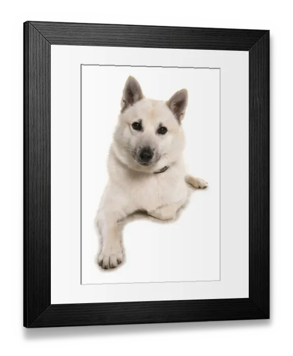 Framed Print : Domestic Dog, Norwegian Buhund, adult male, laying, with collar Framed Print : Domestic Dog, Norwegian Buhund, adult male, laying, with collar