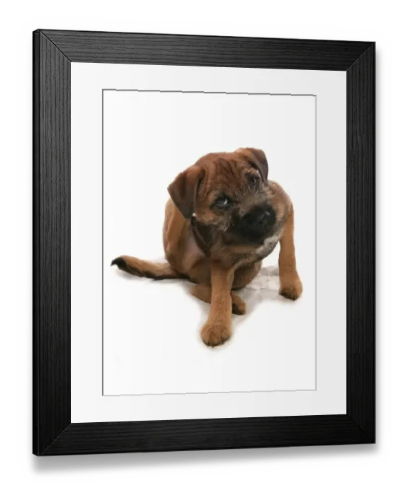 Framed Print : Domestic Dog, Border Terrier, puppy, scratching with hind leg Framed Print : Domestic Dog, Border Terrier, puppy, scratching with hind leg