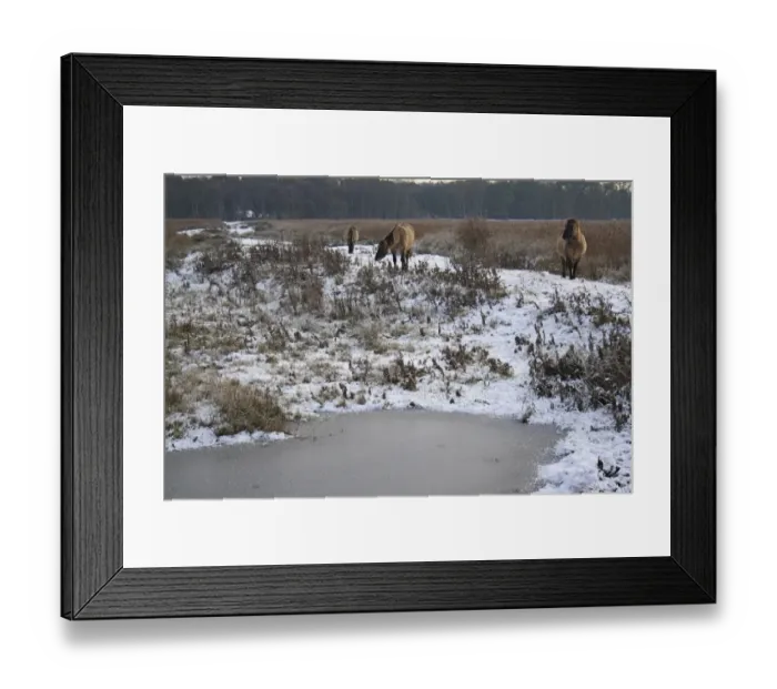 Framed Print : Konik Horse, geldings, standing beside frozen scape in snow covered river valley habitat Framed Print : Konik Horse, geldings, standing beside frozen scape in snow covered river valley habitat