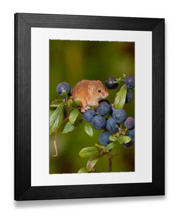 Framed Print : Harvest Mouse (Micromys minutus) adult, climbing on Blackthorn (Prunus spinosa) fruit, Norfolk, England, august Framed Print : Harvest Mouse (Micromys minutus) adult, climbing on Blackthorn (Prunus spinosa) fruit, Norfolk, England, august
