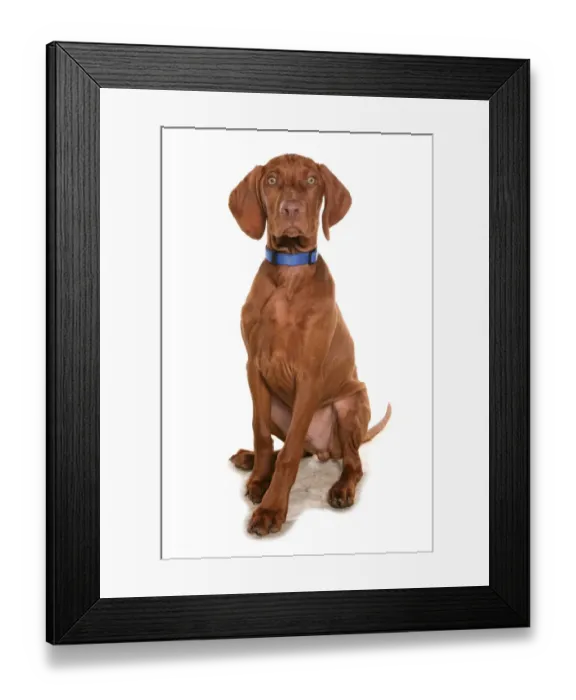 Framed Print : Domestic Dog, Short-haired Hungarian Vizsla, male puppy, sitting, with collar Framed Print : Domestic Dog, Short-haired Hungarian Vizsla, male puppy, sitting, with collar