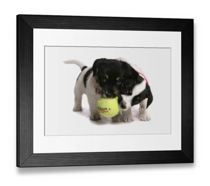 Framed Print : Domestic Dog, Jack Russell Terrier, two puppies, with collars, playing with tennis ball Framed Print : Domestic Dog, Jack Russell Terrier, two puppies, with collars, playing with tennis ball