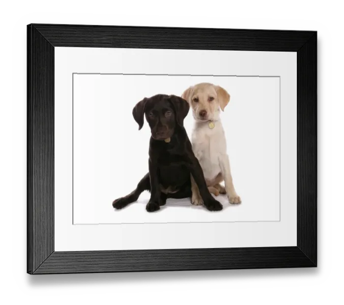 Framed Print : Domestic Dog, Chocolate and Yellow Labrador Retriever, two puppies, with collars and tags, sitting Framed Print : Domestic Dog, Chocolate and Yellow Labrador Retriever, two puppies, with collars and tags, sitting