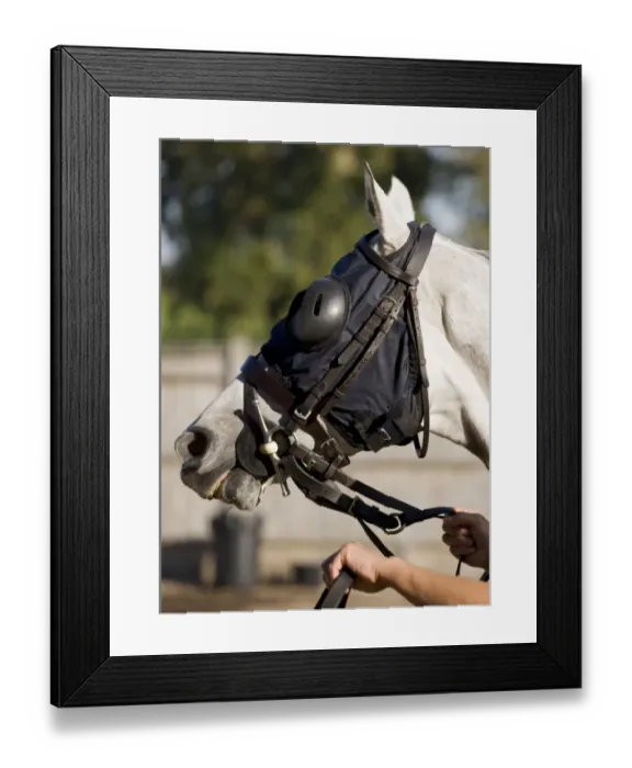 Framed Print : Horse, Thoroughbred racehorse, adult, close-up of head, wearing blinkers and bridle, in parade ring at racecourse Framed Print : Horse, Thoroughbred racehorse, adult, close-up of head, wearing blinkers and bridle, in parade ring at racecourse