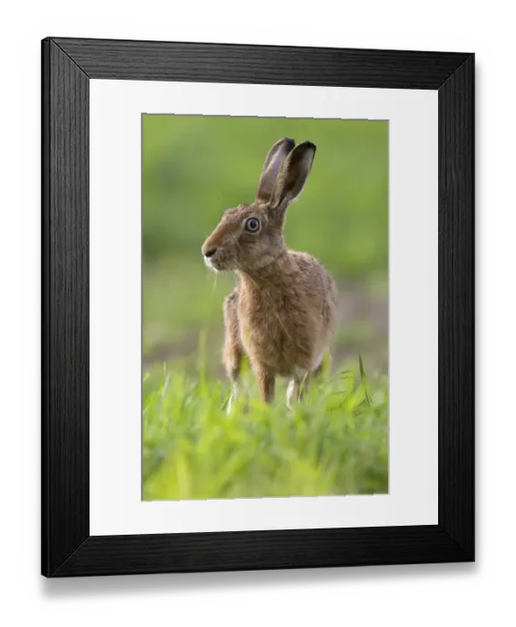Framed Print : European Hare (Lepus europaeus) adult, standing alert at edge of crop field, Berwickshire, Scottish Borders, Scotland Framed Print : European Hare (Lepus europaeus) adult, standing alert at edge of crop field, Berwickshire, Scottish Borders, Scotland