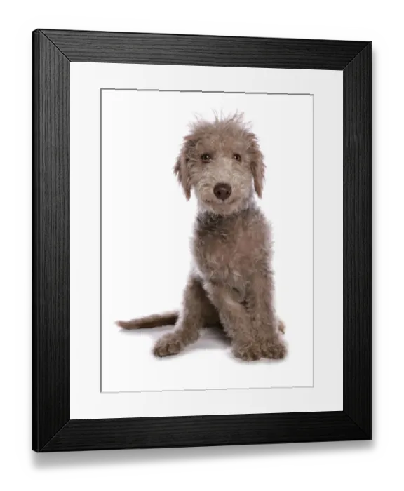Framed Print : Domestic Dog, Bedlington Terrier, puppy, sitting Framed Print : Domestic Dog, Bedlington Terrier, puppy, sitting
