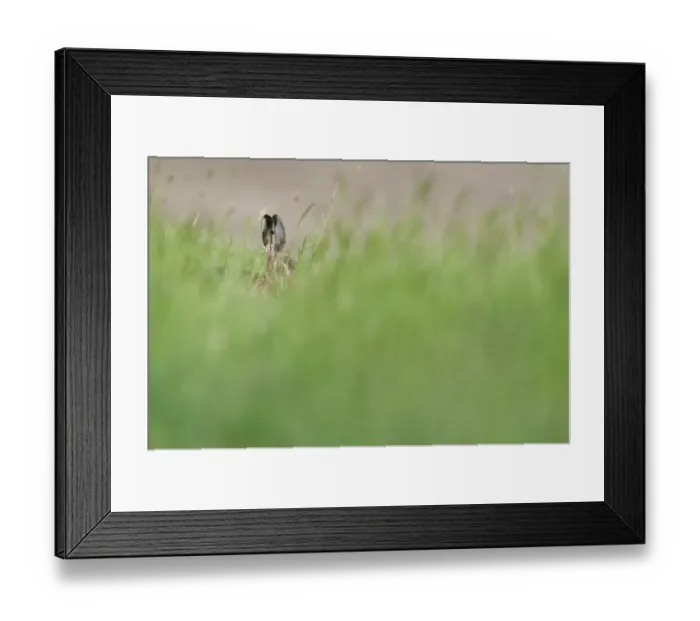 Framed Print : European Hare (Lepus europaeus) adult, peering through long grass, North Kent Marshes, Isle of Sheppey, Kent, England Framed Print : European Hare (Lepus europaeus) adult, peering through long grass, North Kent Marshes, Isle of Sheppey, Kent, England