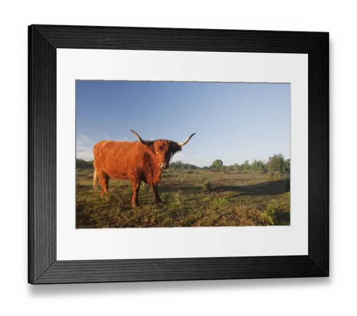 Framed Print : Highland Cattle, cow, standing in lowland heathland habitat at dawn, Hothfield Heathlands, Kent, England, july Framed Print : Highland Cattle, cow, standing in lowland heathland habitat at dawn, Hothfield Heathlands, Kent, England, july