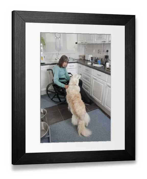 Framed Print : Domestic Dog, Golden Retriever, adult, in kitchen with disabled owner confined to wheelchair, England Framed Print : Domestic Dog, Golden Retriever, adult, in kitchen with disabled owner confined to wheelchair, England