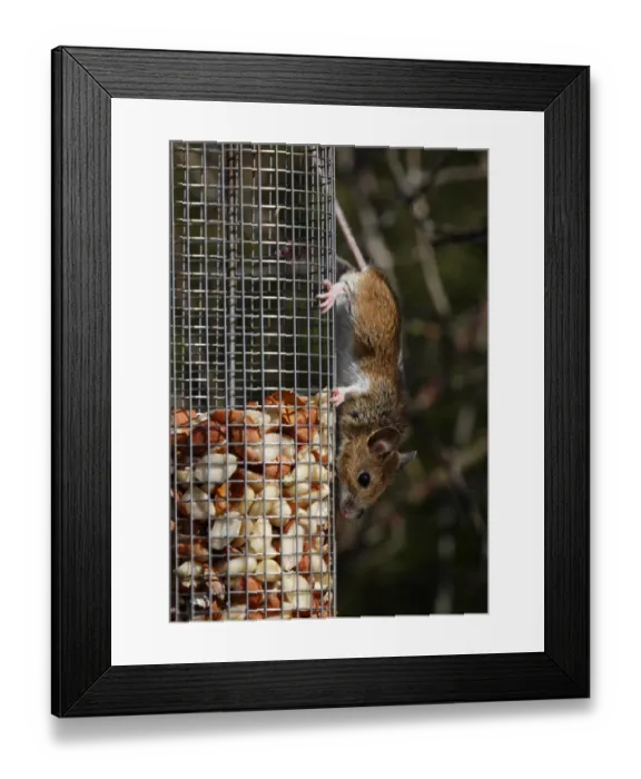 Framed Print : Wood Mouse (Apodemus sylvaticus) adult, feeding on peanuts from garden birdfeeder, Norfolk, England, march Framed Print : Wood Mouse (Apodemus sylvaticus) adult, feeding on peanuts from garden birdfeeder, Norfolk, England, march