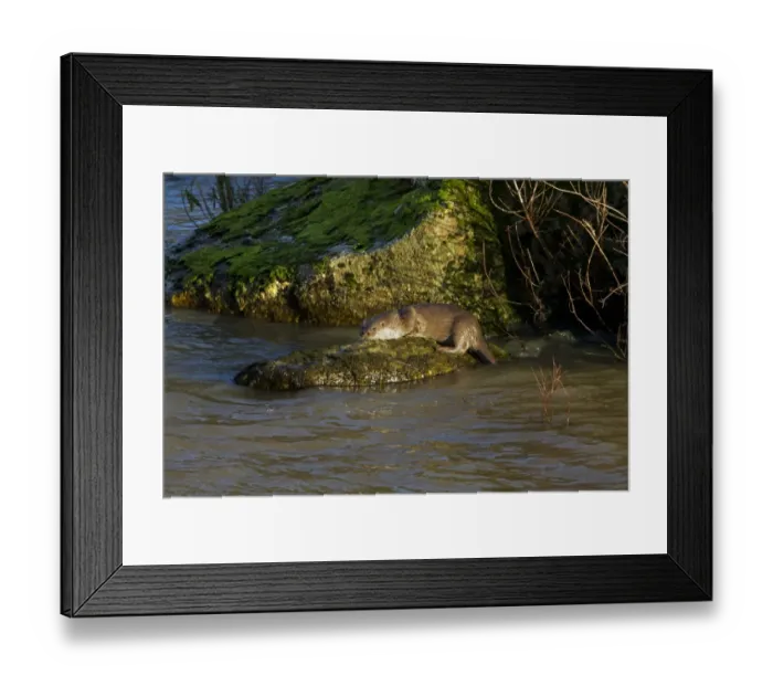 Framed Print : European Otter (Lutra lutra) adult, standing on rock in river, Andalucia, Spain, january Framed Print : European Otter (Lutra lutra) adult, standing on rock in river, Andalucia, Spain, january