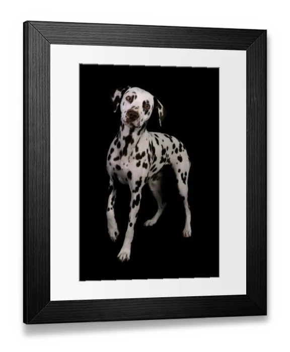 Framed Print : Domestic Dog, Dalmatian, adult female, standing Framed Print : Domestic Dog, Dalmatian, adult female, standing