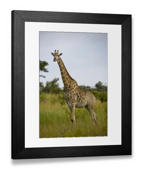Framed Print : Cape Giraffe (Giraffa camelopardalis giraffa) adult, standing in long grass, Kruger N. P. Mpumalanga, South Africa