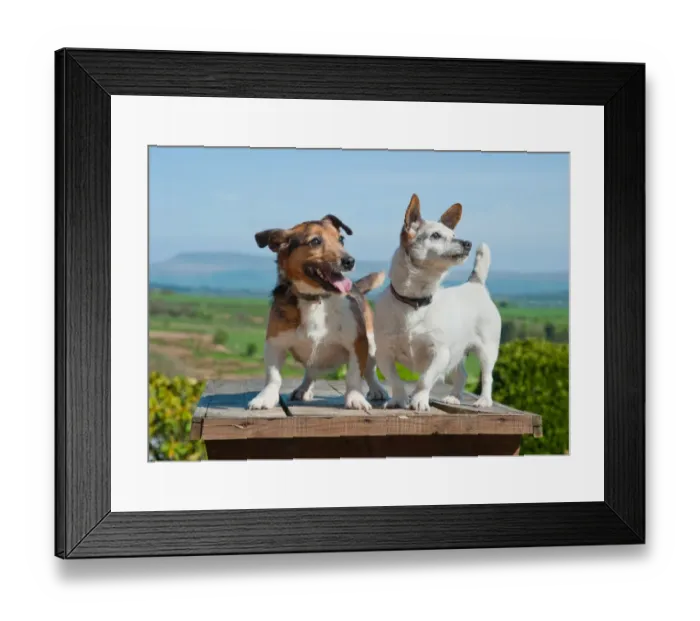 Framed Print : Domestic Dog, Jack Russell Terrier, two adults, standing together, Chipping, Lancashire, England, april Framed Print : Domestic Dog, Jack Russell Terrier, two adults, standing together, Chipping, Lancashire, England, april
