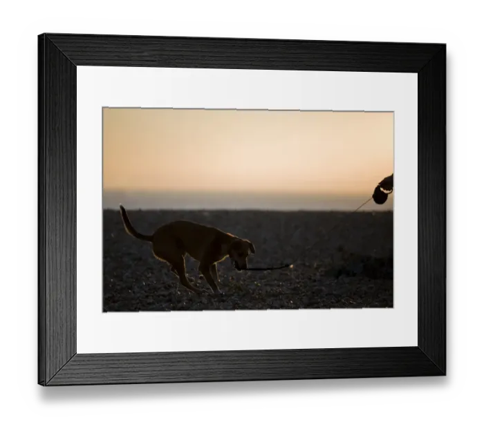 Framed Print : Domestic Dog, adult, on extendable lead, backlit on shingle beach at sunset, Stokes Bay, Hampshire, England, september Framed Print : Domestic Dog, adult, on extendable lead, backlit on shingle beach at sunset, Stokes Bay, Hampshire, England, september