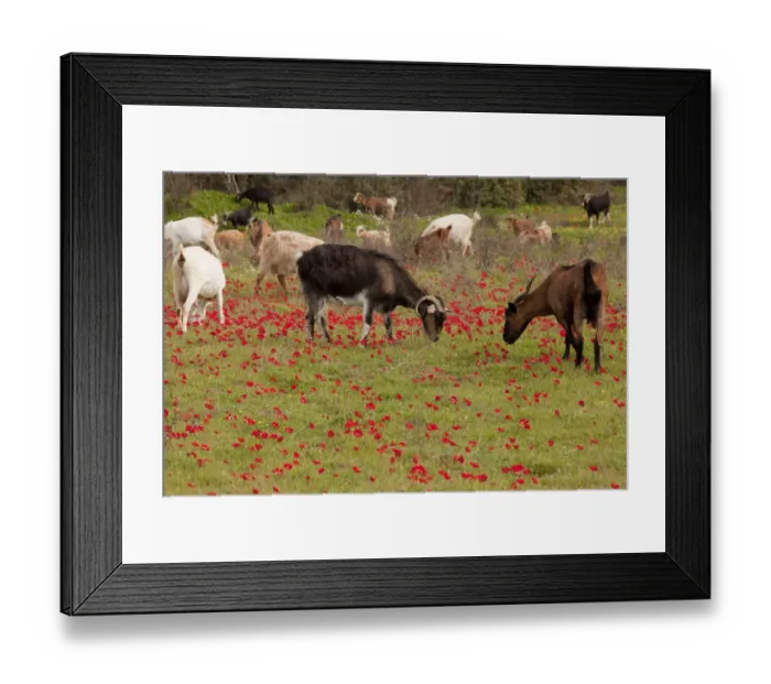 Framed Print : Domestic Goat, herd grazing amongst Peacock Anemone (Anemone pavonina) flowers, Mani Peninsula, Greece, march Framed Print : Domestic Goat, herd grazing amongst Peacock Anemone (Anemone pavonina) flowers, Mani Peninsula, Greece, march