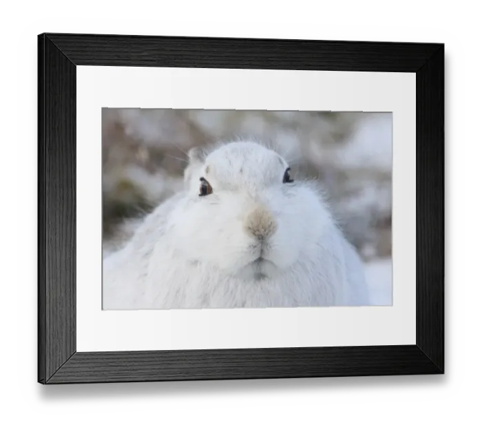 Framed Print : Mountain Hare (Lepus timidus) adult, white winter coat, close-up of head, in snow, Strathspey, Cairngorm N. P Framed Print : Mountain Hare (Lepus timidus) adult, white winter coat, close-up of head, in snow, Strathspey, Cairngorm N. P
