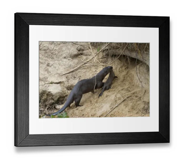 Framed Print : Giant Otter (Pteronura brasiliensis) adult, carrying young to den in riverbank, Paraguay River, Pantanal, Mato Grosso Framed Print : Giant Otter (Pteronura brasiliensis) adult, carrying young to den in riverbank, Paraguay River, Pantanal, Mato Grosso