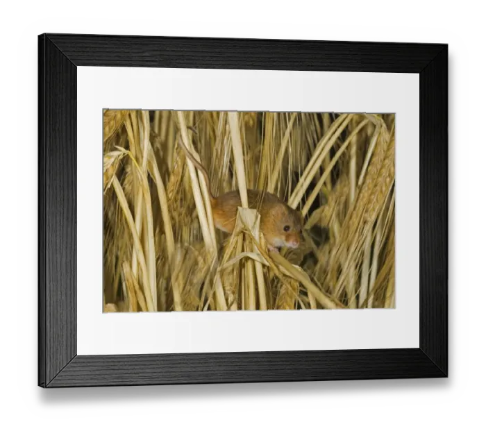 Framed Print : Harvest Mouse (Micromys minutus) adult, climbing amongst barley stalks, Norfolk, England, july