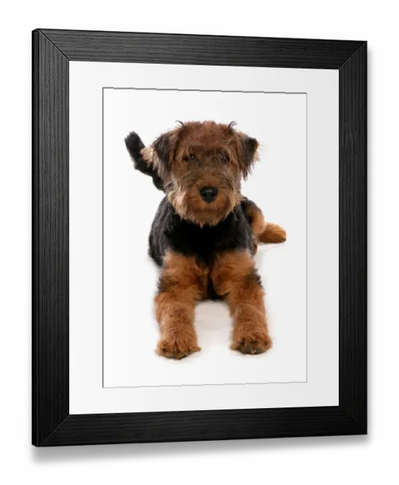 Framed Print : Domestic Dog, Welsh Terrier, puppy, laying Framed Print : Domestic Dog, Welsh Terrier, puppy, laying