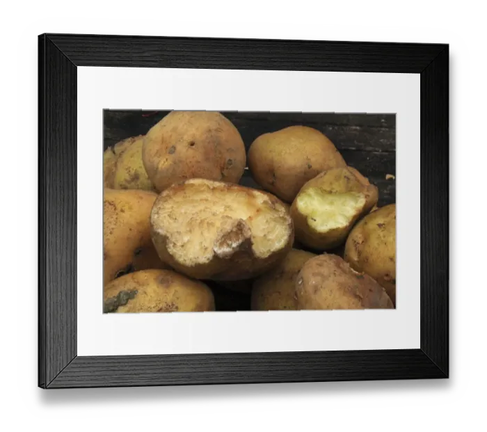 Framed Print : Wood Mouse (Apodemus sylvaticus) feeding damage to Potato (Solanum tuberosum) tubers stored in garden shed, Suffolk Framed Print : Wood Mouse (Apodemus sylvaticus) feeding damage to Potato (Solanum tuberosum) tubers stored in garden shed, Suffolk