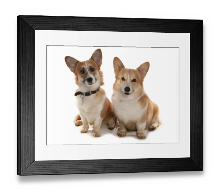 Framed Print : Domestic Dog, Pembroke Welsh Corgi, two adults, sitting Framed Print : Domestic Dog, Pembroke Welsh Corgi, two adults, sitting