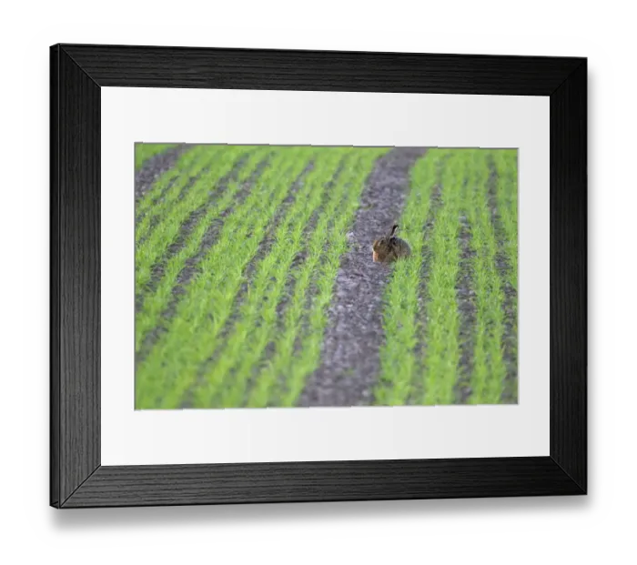 Framed Print : European Hare (Lepus europaeus) adult, resting in crop field, Berwickshire, Scottish Borders, Scotland, april Framed Print : European Hare (Lepus europaeus) adult, resting in crop field, Berwickshire, Scottish Borders, Scotland, april