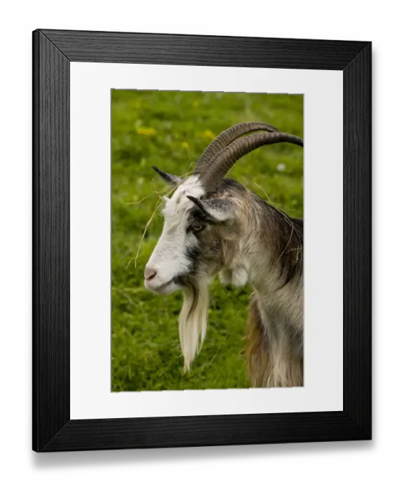 Framed Print : Domestic Goat, Hungarian Goat, adult male, close-up of head covered with grass, Hortobagy N. P Framed Print : Domestic Goat, Hungarian Goat, adult male, close-up of head covered with grass, Hortobagy N. P