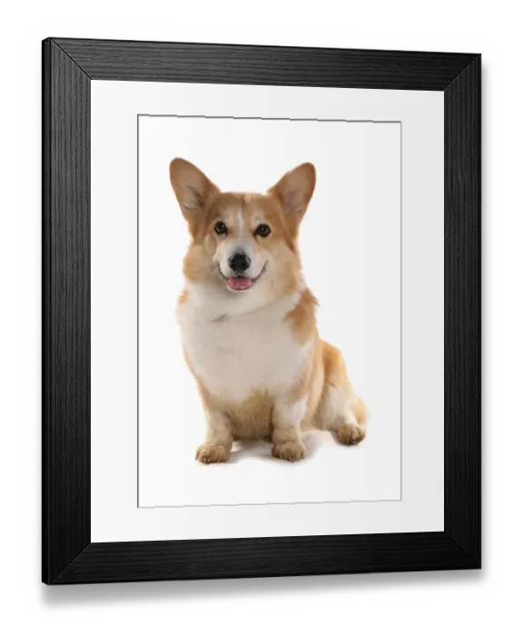 Framed Print : Domestic Dog, Pembroke Welsh Corgi, adult, sitting Framed Print : Domestic Dog, Pembroke Welsh Corgi, adult, sitting